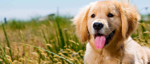 style your pet