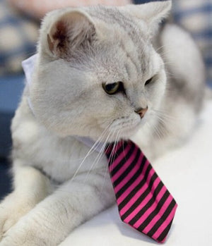 [MPK Cat Ties] Cute Pet Ties, Dog Collar Cat Collar, Pet Bow Ties, Dog Tie, Smart-Looking Pet Costume